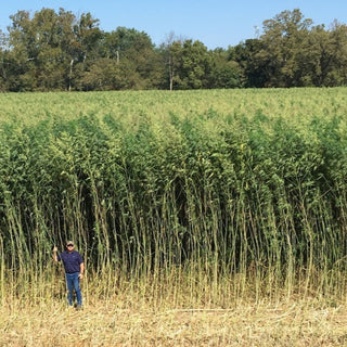 How Hemp can change the world (seriously, it can)