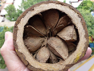 Where do your Brazil nuts come from?