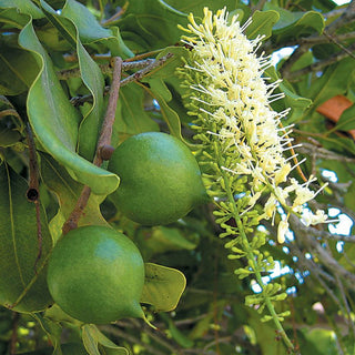 10 Surprising Facts you Probably Didn't Know about Macadamias