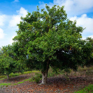 THE MAGNIFICENT MACADAMIA TREE