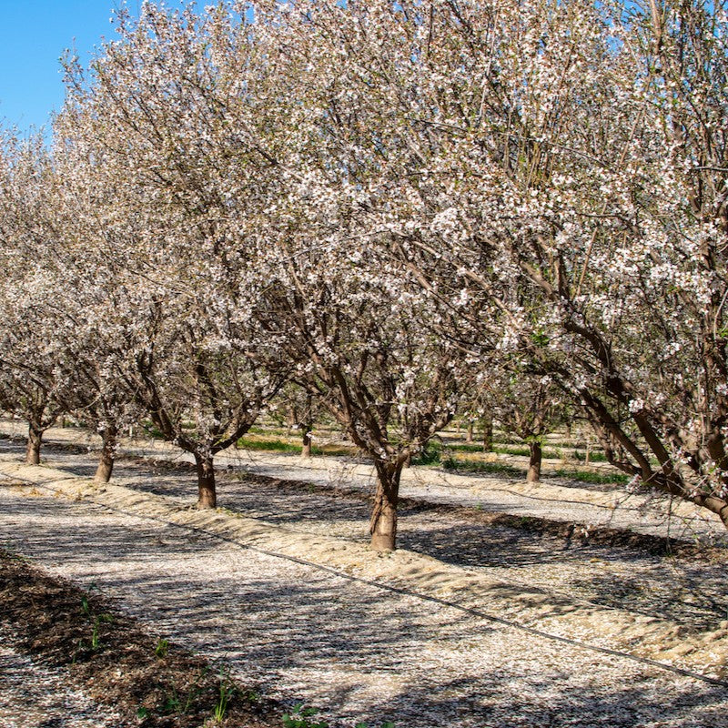 The Almond Tree - Revered throughout ancient cultures – Totally Nuts