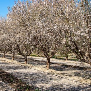 The Almond Tree - Revered throughout ancient cultures