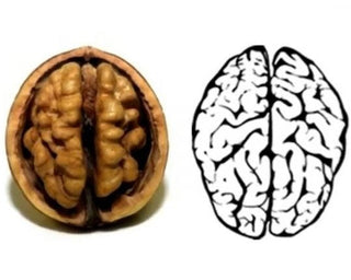 WHY WALNUTS LOOK LIKE BRAINS (and what they actually do for yours)