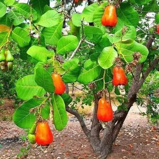 What's Great About Cashews?