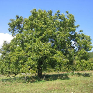 The Tale of Wally the Walnut