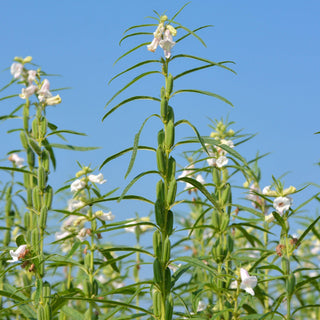 POWERFUL NUTRIENTS IN SMALL SEEDS