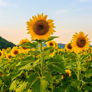 SUNFLOWER SEEDS - THE (DISASTROUS) STORY OF 2026