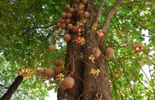 Meeting Brazil Nut Trees in the Rainforest